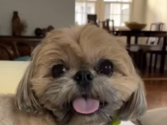 Shih Tzu foi sequestrado no jardim da Califórnia por um leão da montanha depois de sofrer um ataque chocante com seu dono