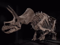 Esqueleto de Triceratops será leiloado em plataforma fundada por Pharrell Williams