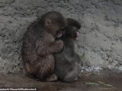 Amigo deu um soco! O macaquinho que não tinha ninguém para amar além de seu brinquedo de pelúcia finalmente faz amizade quando abraça outro macaco em um zoológico japonês.