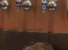 Indignação com vídeo de pessoas saboreando cerveja em uma choperia em Pittsburgh