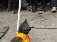 Indignação com o show chinês de ‘execução de macacos’, onde primatas vendados são forçados a se ajoelhar antes de um tiroteio simulado – para diversão da multidão do parque de diversões