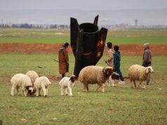 Enxame e surpresa! Mísseis pousam em campos de ovelhas sírios para devastar moradores locais e seu gado