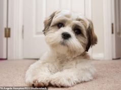 Publicado: 67 raças de cães que podem ser proibidas na Grã-Bretanha… O seu cachorro está na lista?