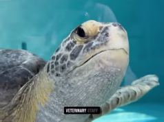 Tartaruga com nadadeira desaparecida resgatada e reabilitada por californianos e devolvida ao oceano
