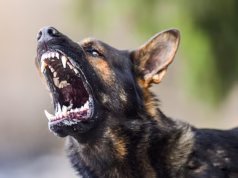 O horror de um cachorro mordendo o rosto de uma jovem durante uma surra fora de casa