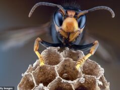 Basingstoke sob cerco de vespas asiáticas assassinas ‘pegando carona em carros’