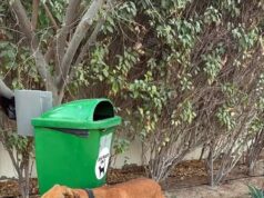 Expatriados que fogem de Dubai abandonam seus animais de estimação nas ruas e fora dos centros de resgate para deixar o estado do Golfo.