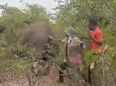 Momento em que o caçador de selfies fere a cauda de uma elefanta antes que uma fera enfurecida a pisoteie na Namíbia