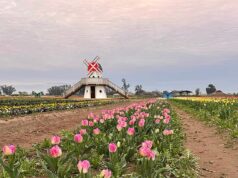 O proprietário furioso de uma fazenda de flores ataca clientes “selvagens” depois de pisotear tulipas para obter uma foto perfeita.