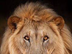 As impressionantes imagens da vida selvagem tiradas por Chris Packham ao longo dos últimos 15 anos mostram a natureza em toda a sua glória enquanto o apresentador se prepara para lançar a sua primeira exposição fotográfica.