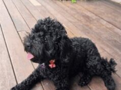 Três adolescentes supostamente roubaram uma atualização emocionante do cachorrinho Dora, a Cavoodle, enquanto ela esperava por seu dono do lado de fora de um shopping center.