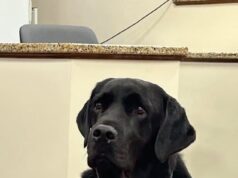 Juiz anuncia anulação do julgamento do homem acusado de matar o labrador amarelo do vizinho depois que um cão de terapia entrou na sala do júri