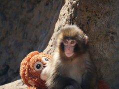 ‘Pare de sentir pena’ por dar um soco no macaco, seu zoológico diz que insiste que ele não está sendo intimidado