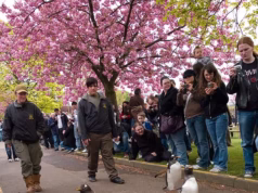 Pare de chover em nosso desfile (de pinguins)… Chefes de zoológico imploram por aplicativos de clima sombrio