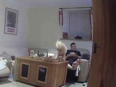 Momento em que o precioso poodle se incendeia com uma vela – poucos dias antes de Crufts