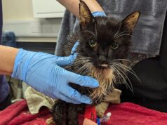 Mulher que esmagou 23 gatos em latas de lixo e sufocou alguns até a morte evitou a prisão