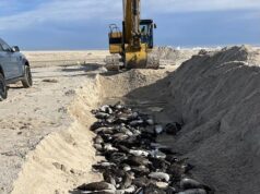 Residentes de Hamptons indignados depois que centenas de gansos infectados com gripe aviária foram enterrados em valas comuns rasas na praia