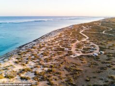Susto de mordida de tubarão em uma mulher no Kurrajong Campground, Exmouth