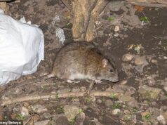 Ratos do tamanho de coelhos vagam pelas ruas de Birmingham enquanto as greves de lixo marcam um ano e os moradores dizem que a sujeira os deixa ‘fisicamente doentes’