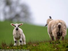 Treze cordeiros encontrados mortos ‘deliberadamente cortados’: Polícia lança apelo desesperado