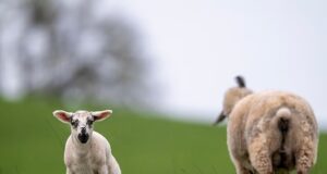 Treze cordeiros encontrados mortos ‘deliberadamente cortados’: Polícia lança apelo desesperado