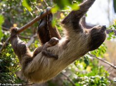 Apenas saia! A preguiça de duas pernas Reina segura seu bebê recém-nascido