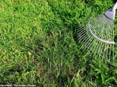 Publicado: A maneira perfeita de cultivar seu jardim… ande como um pinguim