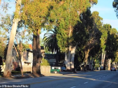 O subúrbio peculiar conhecido como ‘Cidade das Árvores’ derrubou centenas de amados eucaliptos, pois os moradores dizem que estão perdidos sem eles