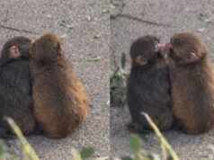 Punch encontrou o amor? Macaco viral fotografado se aconchegando e beijando outro macaco