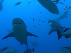 Tubarões têm os melhores amigos e nadam juntos, mostra pesquisa