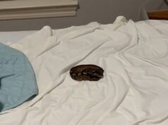 Horror do Airbnb quando amigos encontram pítons escondidas sob lençóis em uma cidade litorânea na Flórida