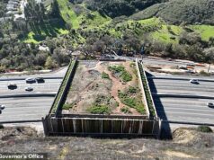 O governador da Califórnia, Gavin Newsom, gasta US $ 114 milhões em pontes para ajudar borboletas a cruzar estradas … e ainda não acabou