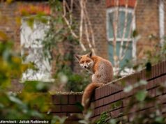 Como esses uivos de raposa arrepiantes mantêm você acordado à noite não é o que você pensa – e quais truques para afastá-los realmente funcionam.