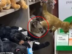 Ele está à venda? Os compradores ficam maravilhados ao ver um intruso peludo dentro de uma loja de presentes do aeroporto – então você consegue vê-lo?