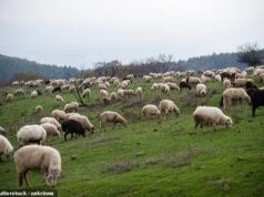 Os donos de cães enfrentam multas ilimitadas e podem até ter seus animais de estimação apreendidos se atacarem o gado de acordo com a nova lei.