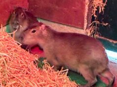 O maior rato do mundo solto! Uma capivara chamada Samba está correndo solta depois de escapar de um zoológico em Hampshire há dois dias – vista pela última vez perto de um pub…