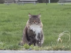 Um querido gato rebelde chamado Louis Vuitton cruza descaradamente a fronteira dos EUA em busca de comida… e depois traz sua caça para o Canadá