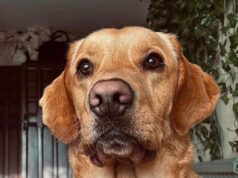 Assassinato de cachorro resolvido: Labrador resolve um caso de 160 anos enquanto desenterrava uma garrafa de veneno vitoriana no jardim