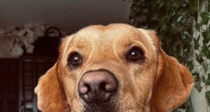 Assassinato de cachorro resolvido: Labrador resolve um caso de 160 anos enquanto desenterrava uma garrafa de veneno vitoriana no jardim