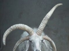 Estou com Chifres… Chifre, Chifre, Chifre: Ovelha de quatro chifres transformada em zoológico chinês vira atração local