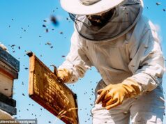 Milhares de frascos de mel britânico podem estar contaminados com medicamentos prescritos, incluindo medicamentos poderosos usados para tratar o cancro, infecções fúngicas e depressão.