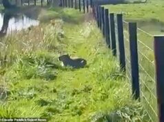 Verifique se há capivaras desaparecidas em seus lagos, diz zoológico: Cães farejadores trazidos para caçar samba