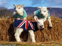 Cordeiros órfãos são mantidos aconchegantes em suéteres tricotados à mão