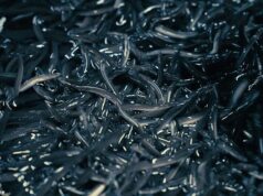 Rede secreta de tráfico de ‘cocaína oceânica’: como as tríades de Hong Kong estão contrabandeando enguias de vidro europeias ameaçadas de extinção para a Ásia para vender no mercado negro com enormes lucros