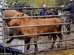 Os agricultores começaram a pastorear suas vacas quando as ouviram balir