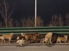 Sete cães roubados escapam de uma fábrica de carne chinesa e formam um ‘grupo de irmãos’ para ajudar uns aos outros a caminhar dezesseis quilômetros de volta à sua casa na aldeia.