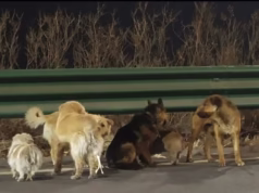 O mundo é dominado por sete cães roubados que escapam de uma fábrica de carne chinesa e passam para uma formação militar para ajudar uns aos outros a caminhar dezesseis quilômetros até casa.