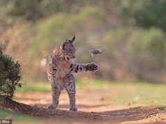 Não brinque com sua comida! Foto impressionante de lince brincando com ratos antes de comer ganha votação pública para prêmio de fotógrafo de vida selvagem do ano