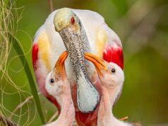 Um colhereiro alimenta seus filhotes de ‘colher de chá’… de dentro de seu ninho em um pântano infestado de crocodilos.