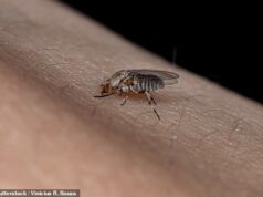 Enorme onda de minúsculas moscas que picam os olhos assola a Califórnia: ‘Elas são como pequenos fantasmas’